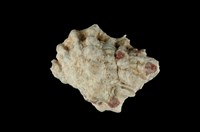 藏品(突瘤蛙螺)的圖片